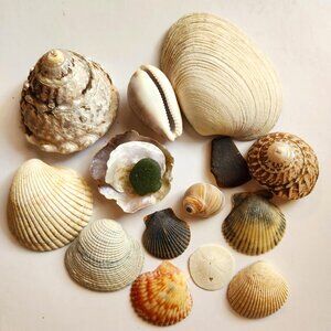 Found Santa Barbara California Sea Shells and Sea Glass Decorative